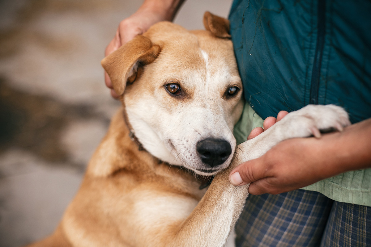 Contact Us Valley Humane Society Contact Us Valley Humane Society
