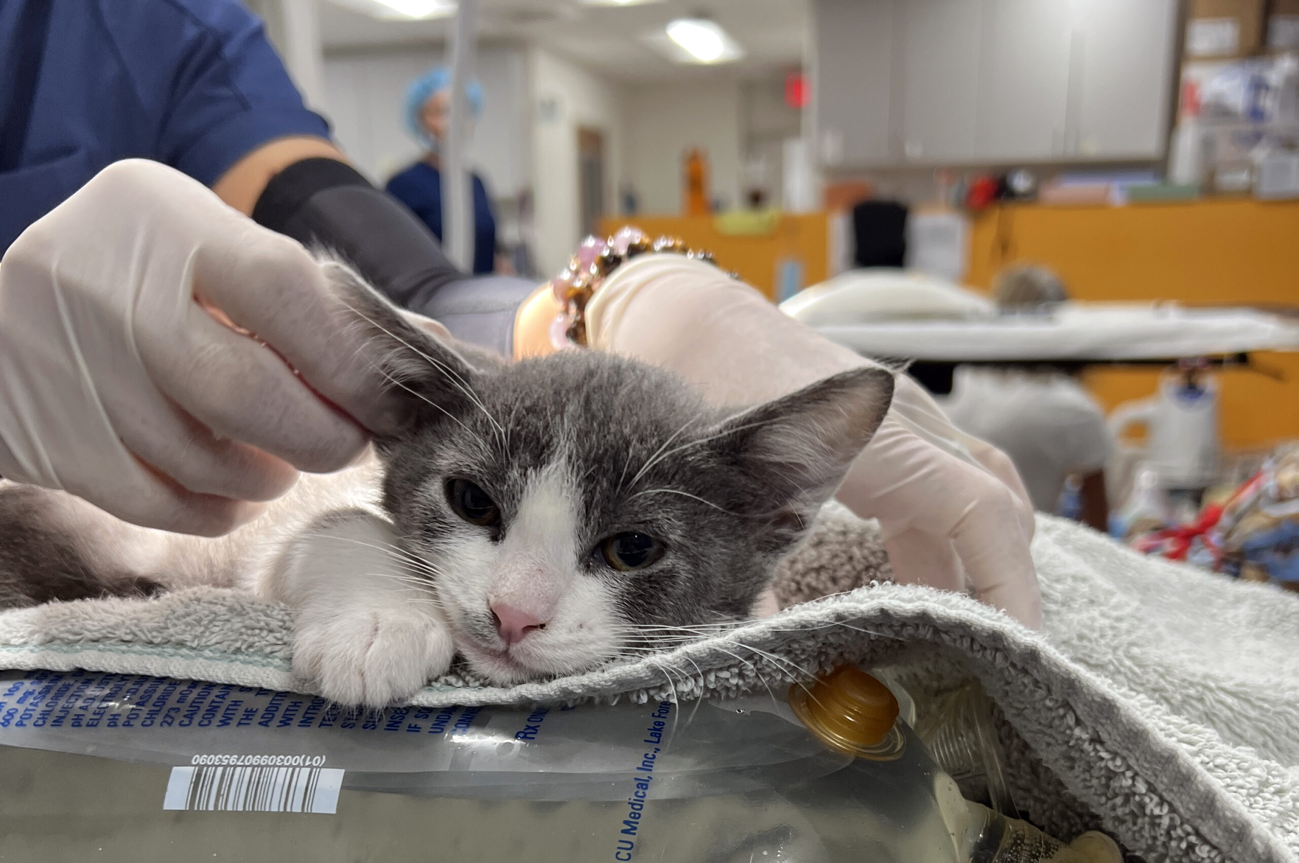 Valley Humane Society cover