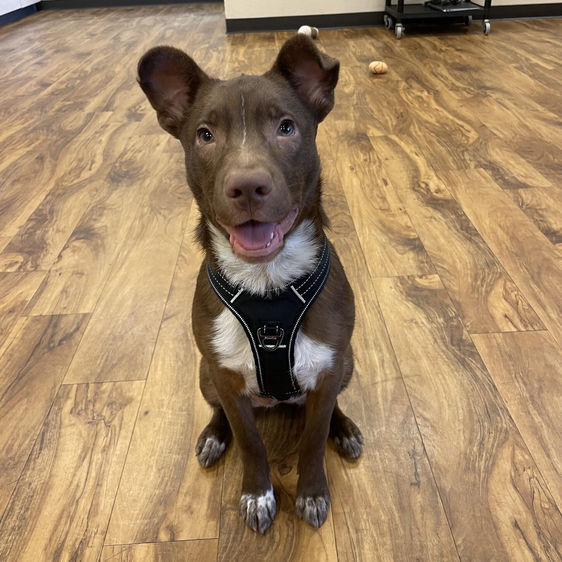 Dog Chocolate Toxicity Meter Photo Inspiration