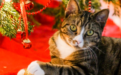 Help Your Pet Have a Safe and Happy Holiday