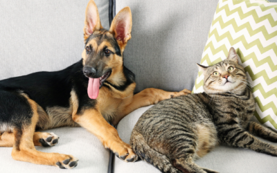 Tips for a Low-Stress Move with Pets