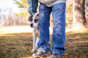 Man in jeans petting a dog