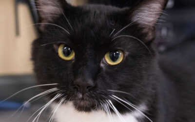 Pet of the Week: Danny Phantom