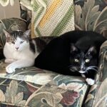 Kit and King, Adoptable Male Cats