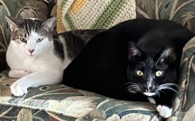 Pet of the Week: Kit and King