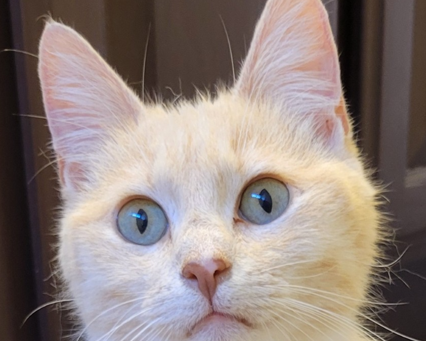 Pet of the Week: Techie