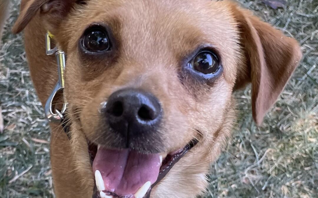 Pet of the Week: Tina Spay