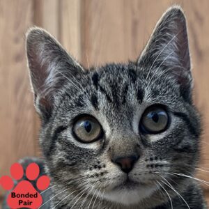 Two gray kittens