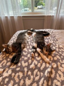 Two gray tabbies stretching