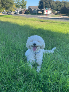 Henry, a curly white dog