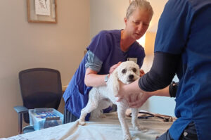 Veterinarian examines a white dog as part of Valley Humane's Field Vet program.