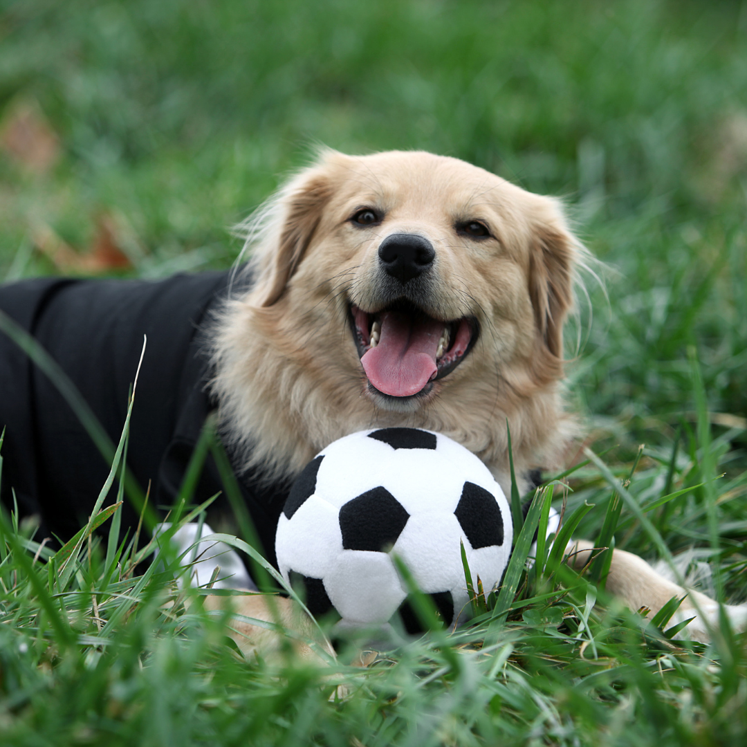 Dog with soccer ball Bay Valley Suns