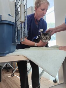 Veterinarian examines a family cat as part of Valley Humane's Field Vet program.