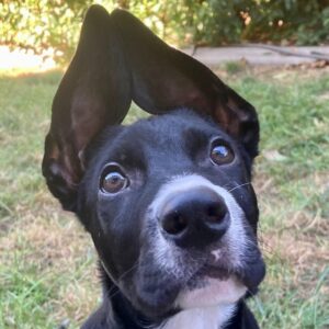 Headshot of an inquisitive black and white puppy with his ears sticking up