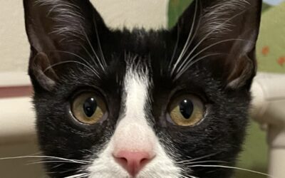 Pet of the Week: Harry Potter