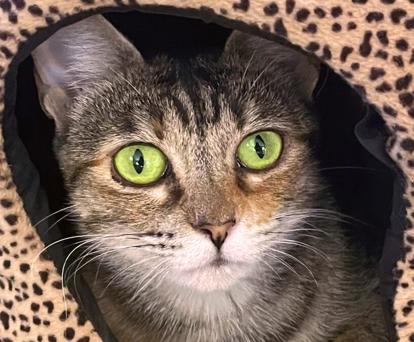 Pet of the Week: Carmen Sandiego