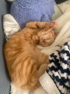 orange tabby kitten stretching while laying on a pile of cuddly blankets