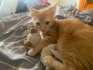 An orange tabby kitten sitting on a bed with his plush cat toy