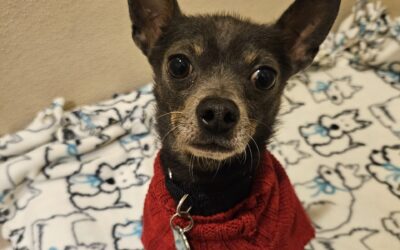 Pet of the Week: Tiny Tim