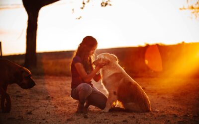 The LA Fires: How to Help Affected Companion Animals