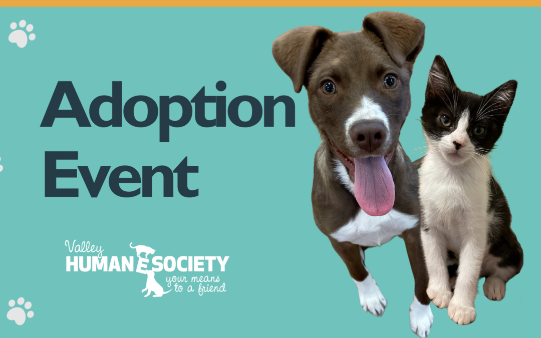 Pet Adoptions at George Pet Store, San Ramon