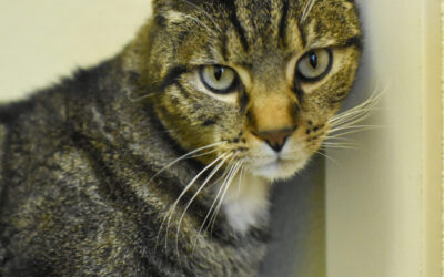 Adoptable Pet of the Week: Heartthrob