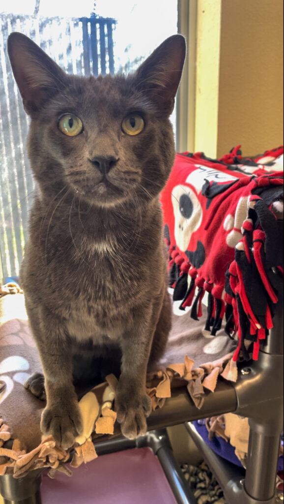 Grey cat with yellow-green eyes sits on cat tower and looks straight into camera. 