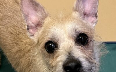 Adoptable Pet of the Week: Mimosa