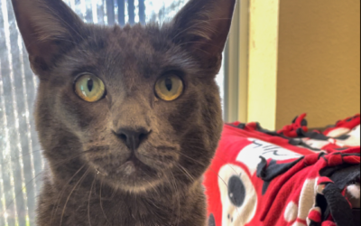 Adoptable Pet of the Week: Maximus Decimus Meridius