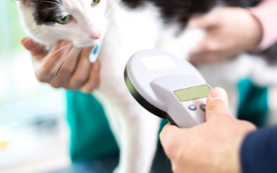 Peace of Mind for Pet Owners: Why a Quick Microchip Check Matters