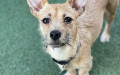 Adoptable Pet of the Week: Skippy