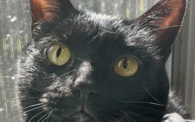 Adoptable Pet of the Week: Shadow