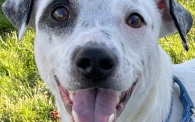 Adoptable Dog of the Week: Atom