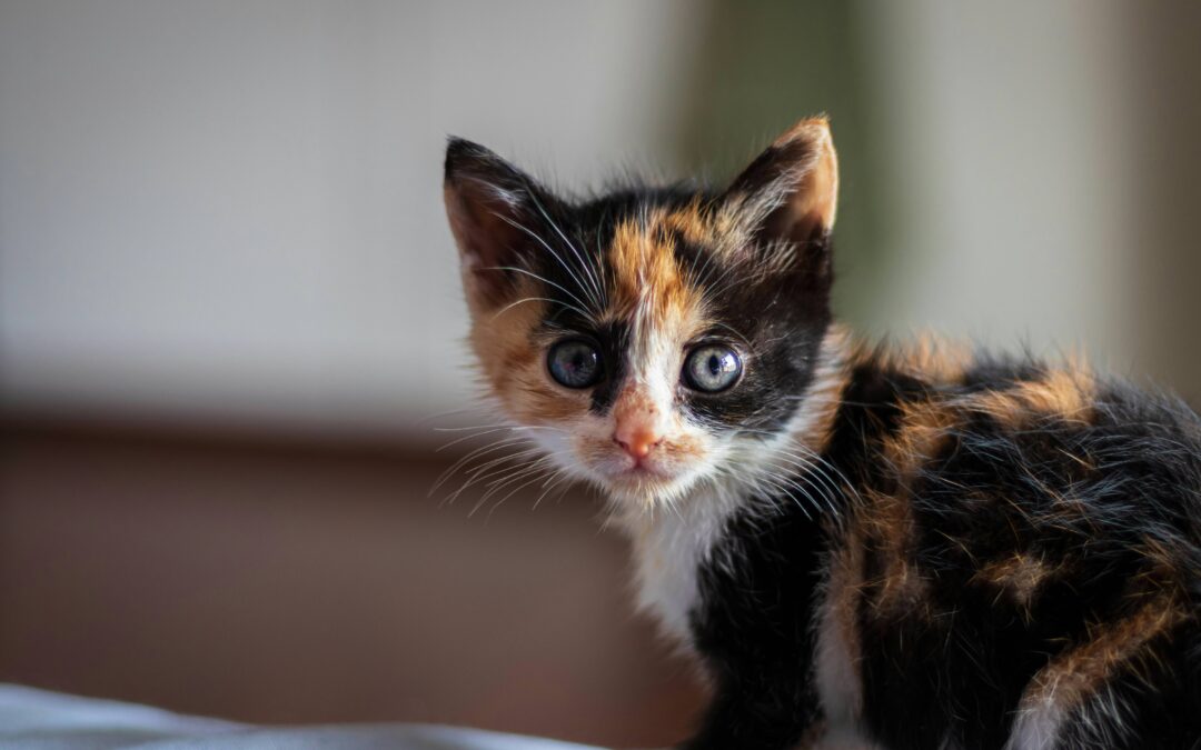Kitten Season 101