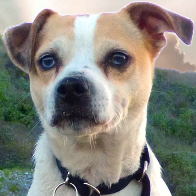 Adoptable Pet of the Week: Tebow