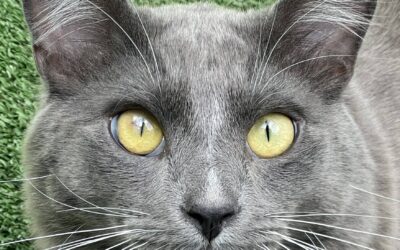 Adoptable Pet of the Week: Grayson, a Charming Adult Cat