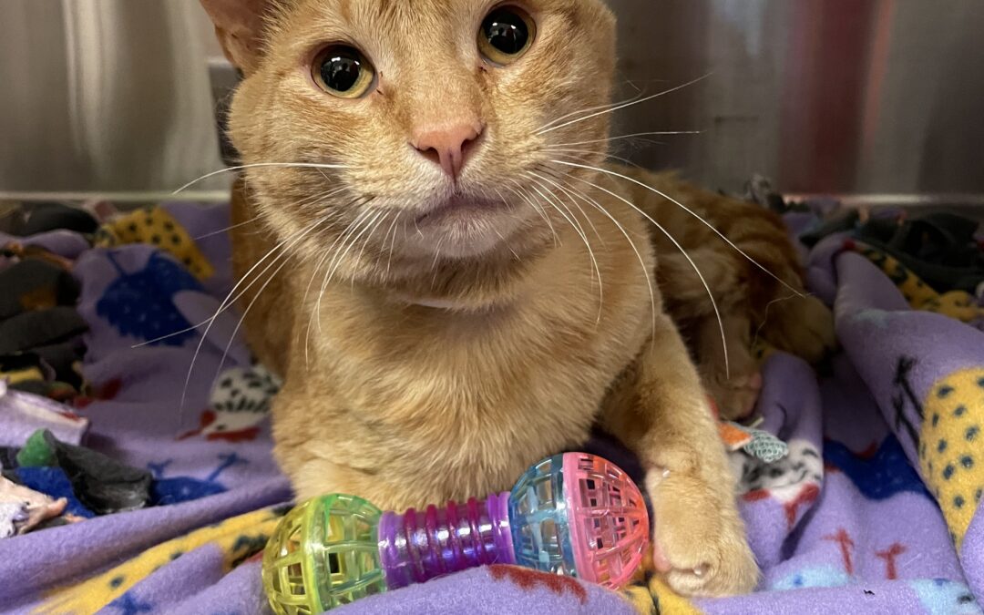 Adoptable Pet of the Week: Podcast, A Cool Cat