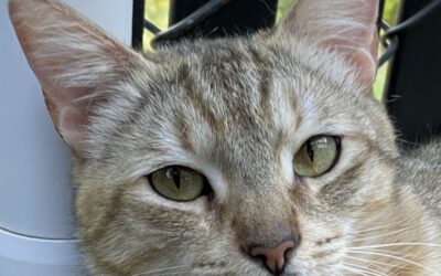 Adoptable Pet of the Week: Saltine, a Sweet Adult Cat
