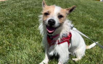 Adoptable Pet of the Week: Moose, A Terrific Terrier Mix Dog