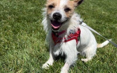 Adoptable Pet of the Week: Moose, A Terrific Terrier Mix Dog