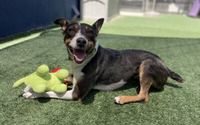 Adoptable Pet of the Week: GG, a Gorgeous Girl Dog