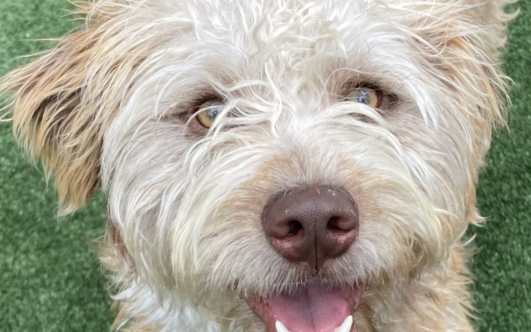 Adoptable Pet of the Week: Harold