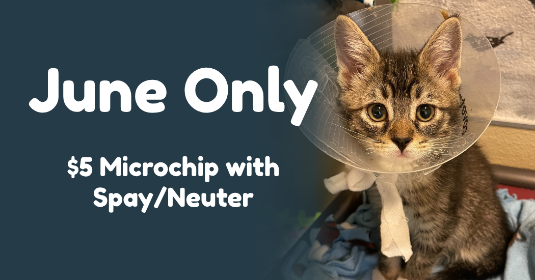 Text: June Only $5 Microchip with Spay/Neuter