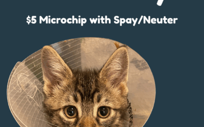 Spay, Neuter & Microchip: A Healthier, Safer Life for Your Pet