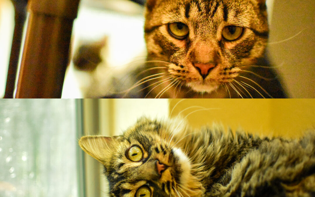 Adopted! Pets of the Week: Ozzie and Alex, Bonded Duo of Adult Cats