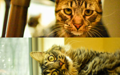 Adoptable Pets of the Week: Ozzie and Alex, Bonded Duo of Adult Cats