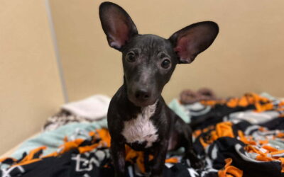 Adopted! Pet of the Week: Casino