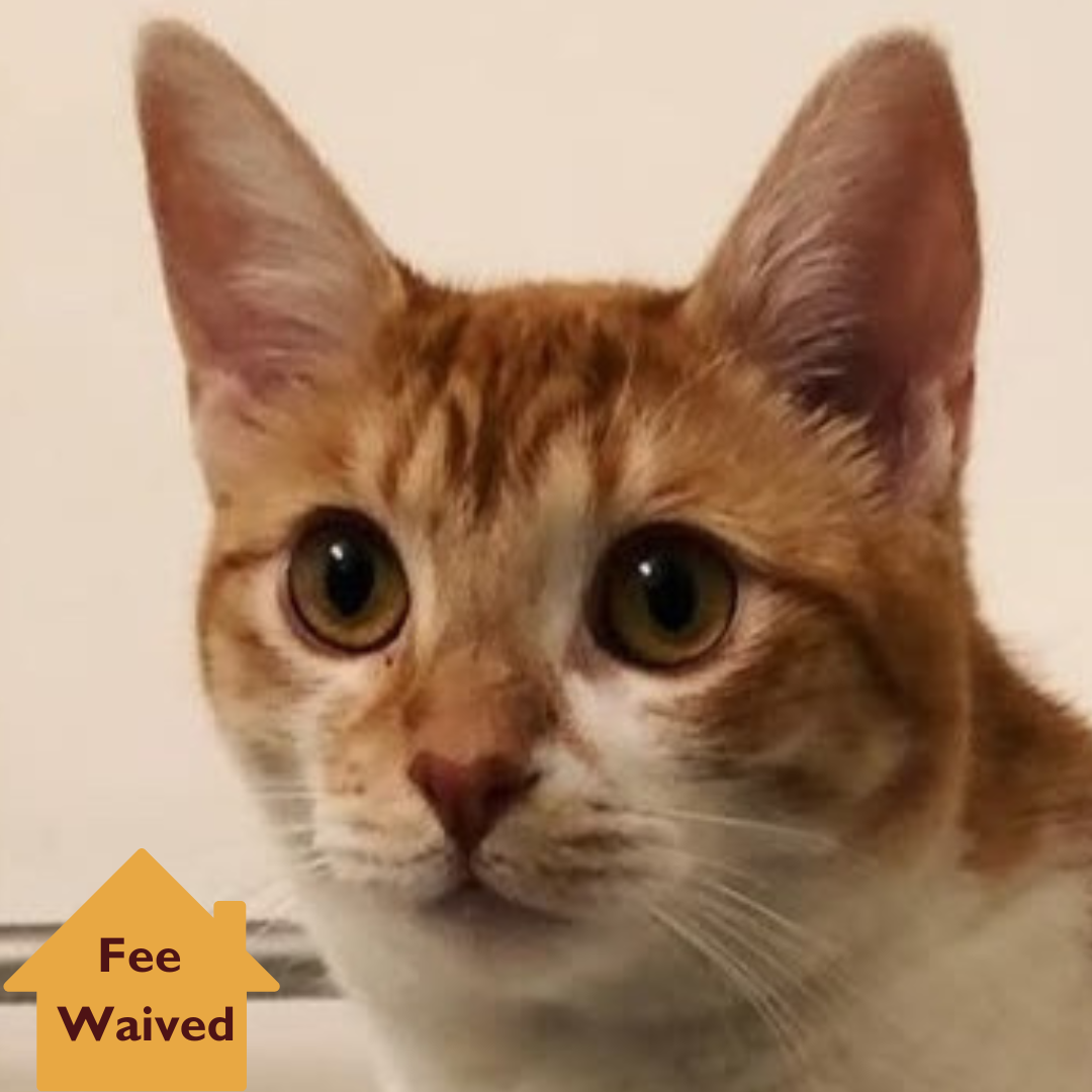 Edna Fee Waived