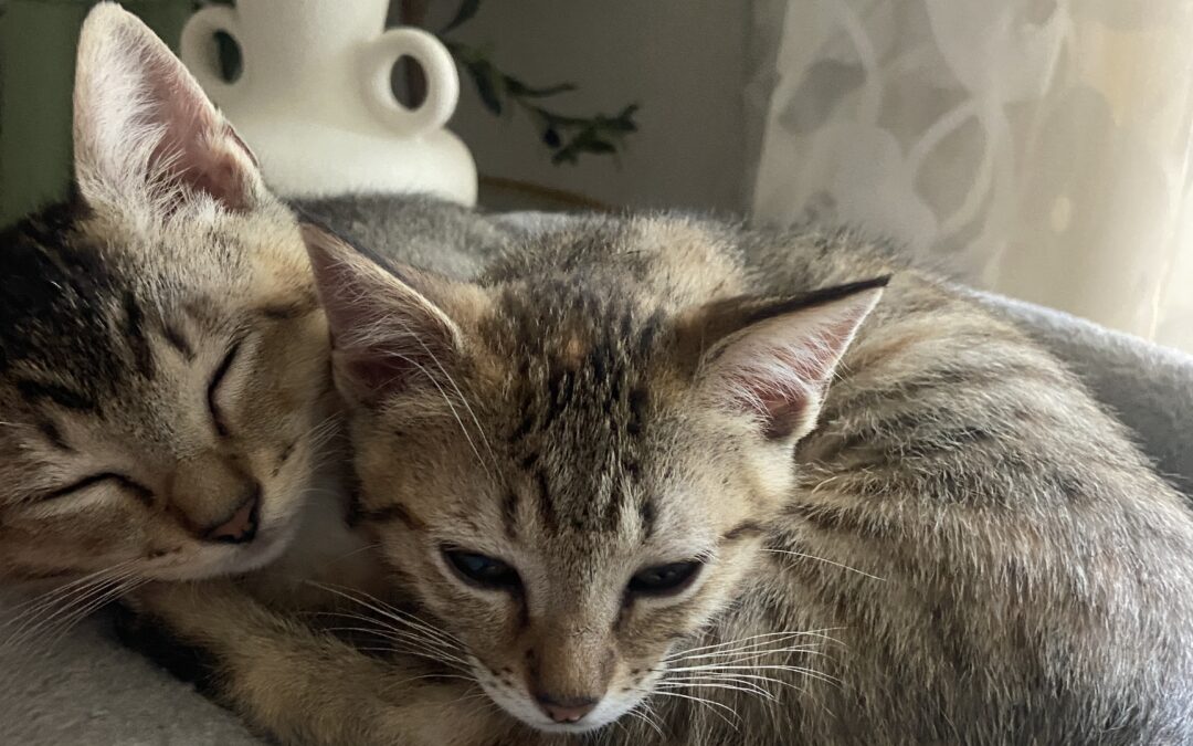 Adoptable Pets of the Week: Mayo and Relish, a Delightful Kitten Duo