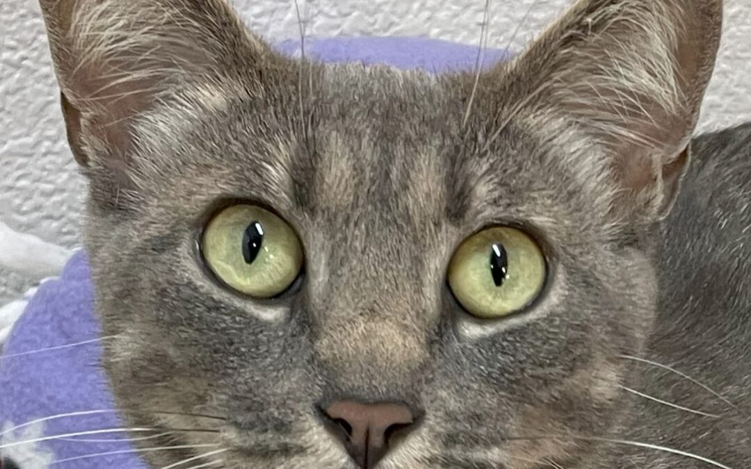 Adoptable Pet of the Week: Mushy, a Friendly Young Female Feline